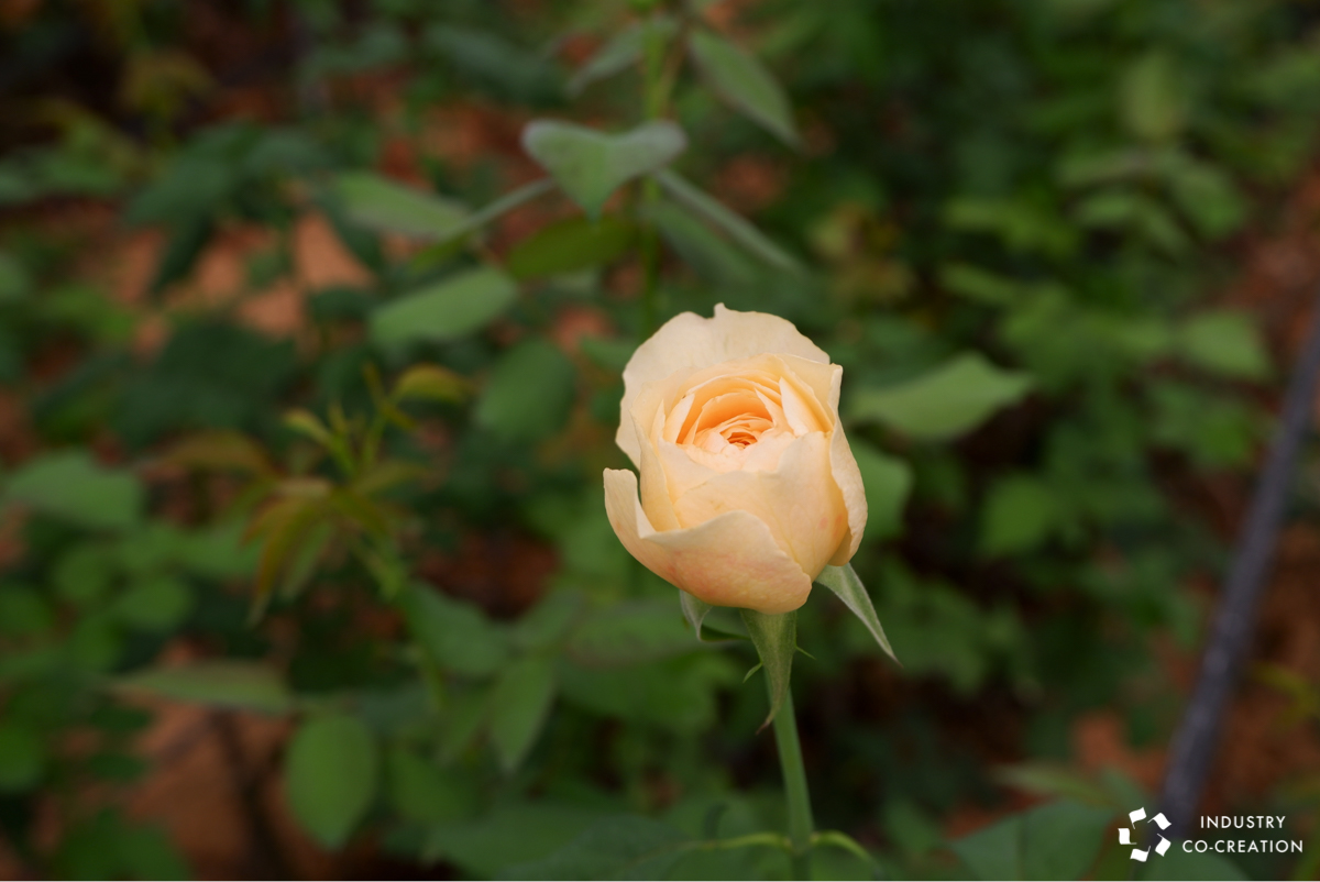 和ばら が伝える 本来の花の美しさと豊かさ 日本の美意識を形にする Rose Farm Keijiを訪問しました Icc Kyoto 下見レポート Icc Industry Co Creation